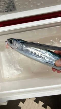 トビウオの釣果