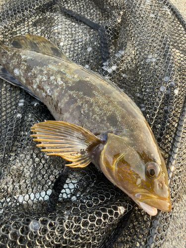 アイナメの釣果