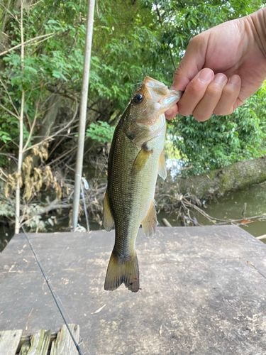 ラージマウスバスの釣果