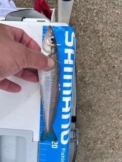 シロギスの釣果
