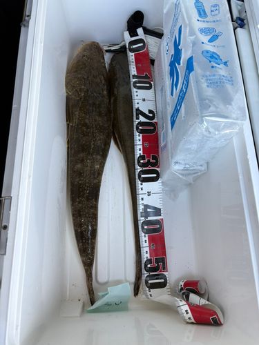 マゴチの釣果