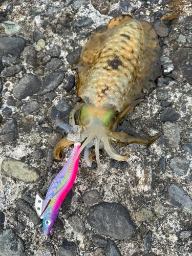 アオリイカの釣果