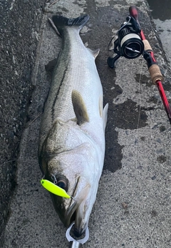 シーバスの釣果