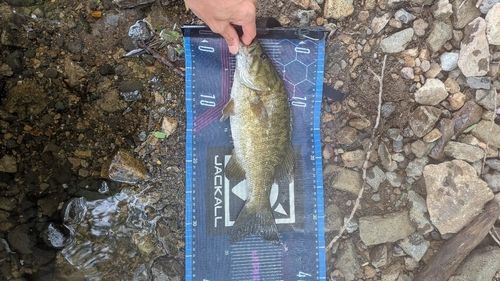 スモールマウスバスの釣果