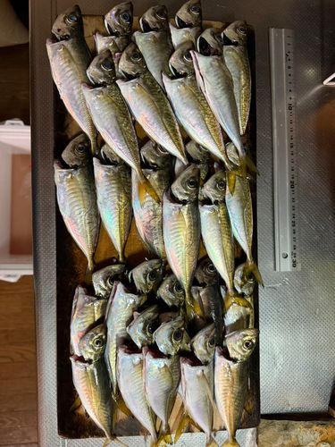 シロギスの釣果