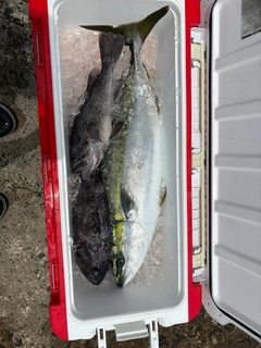 ブリの釣果