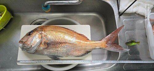 マダイの釣果