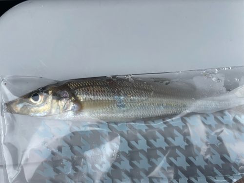 キスの釣果