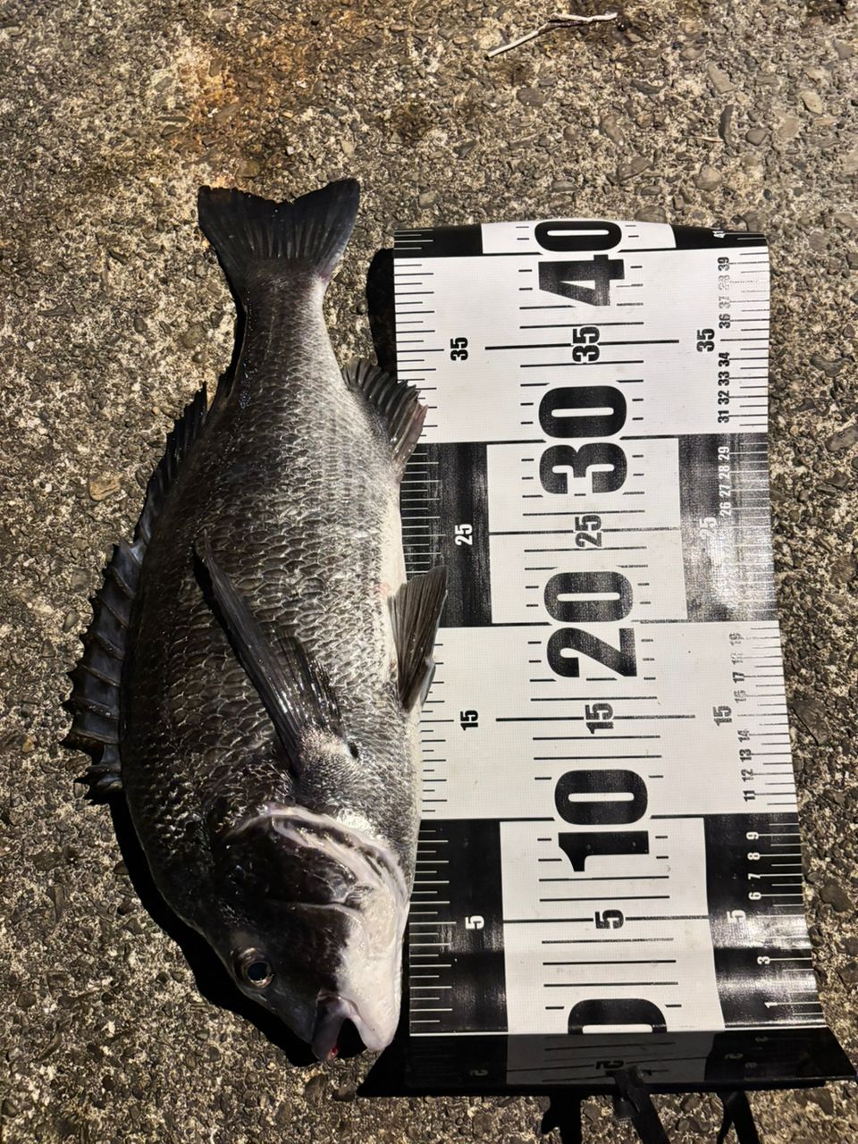 SHIMANO 2020 セフィア エクスチューン S86MLの最安値・インプレ・釣果