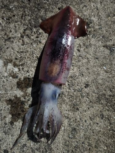 アカイカの釣果