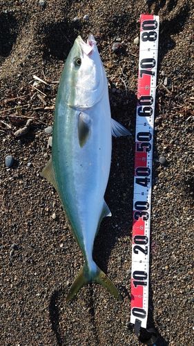 ブリの釣果