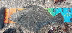 ヒラメの釣果