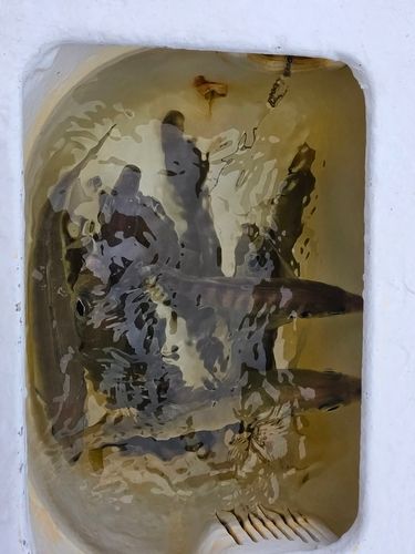 マアジの釣果