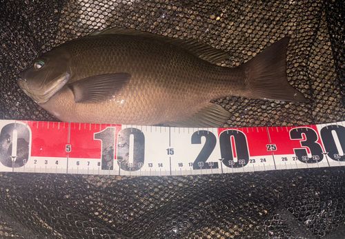 クチブトグレの釣果