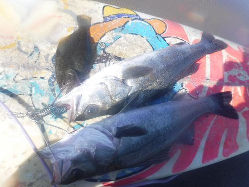 釣果