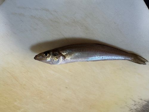 シロギスの釣果