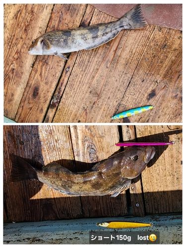 ホッケの釣果
