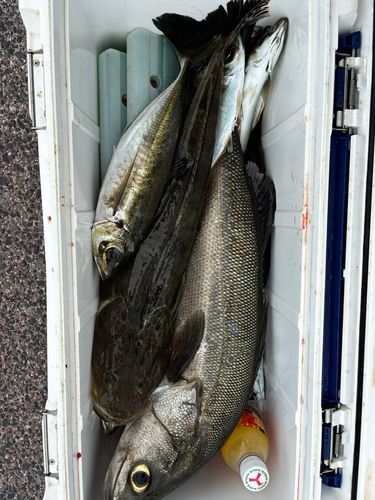 マアジの釣果