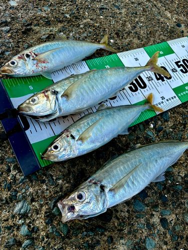 アジの釣果
