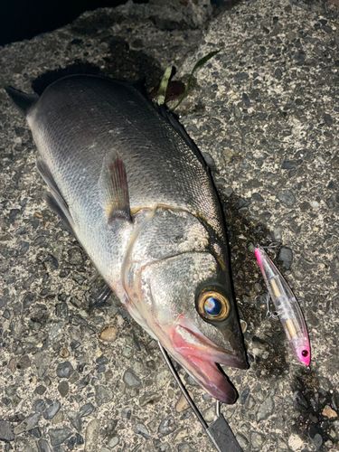 セイゴ（ヒラスズキ）の釣果