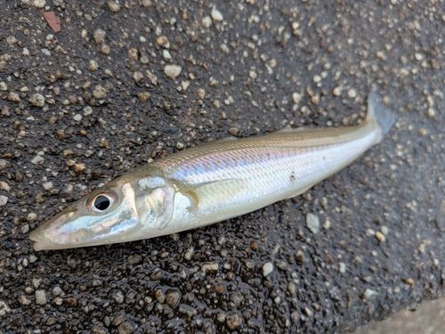キスの釣果
