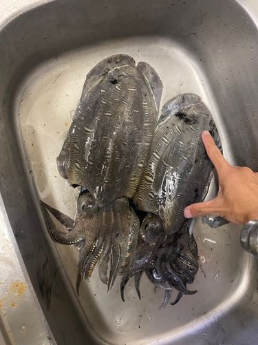コウイカの釣果
