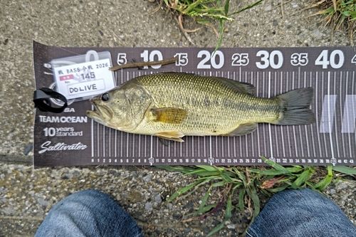 ラージマウスバスの釣果