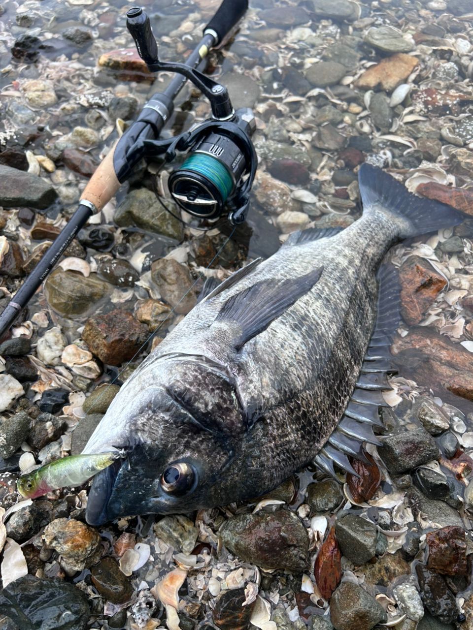 SHIMANO 19ブレニアス S70MLの最安値・インプレ・釣果 | 本音の口コミ