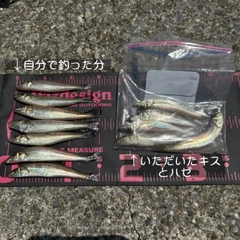 シロギスの釣果