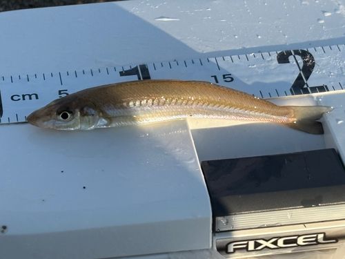 キスの釣果