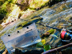 ニッコウイワナの釣果