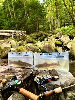 ニッコウイワナの釣果