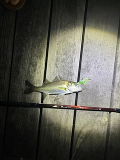セイゴ（マルスズキ）の釣果