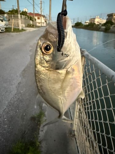 メッキの釣果