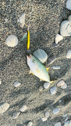 ワカシの釣果