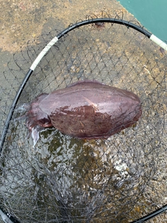 モンゴウイカの釣果