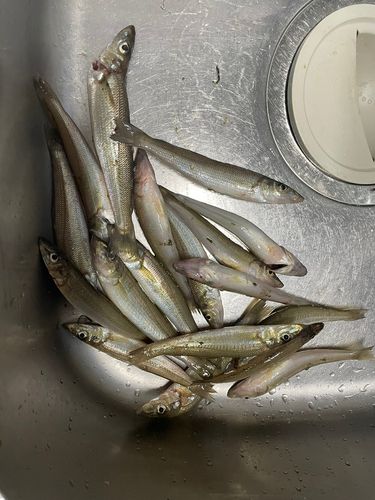 キスの釣果