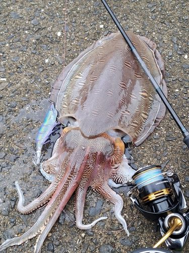 コウイカの釣果