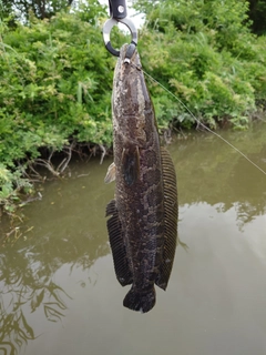 ライギョの釣果