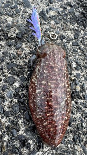 コウイカの釣果