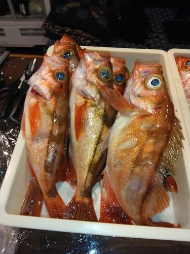 ウスメバルの釣果
