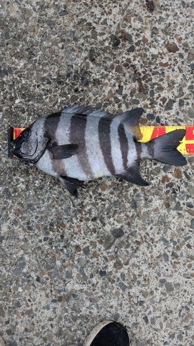 イシダイの釣果