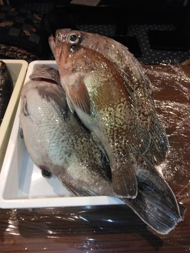 タヌキメバルの釣果