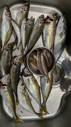 アジの釣果