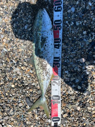 ワラサの釣果