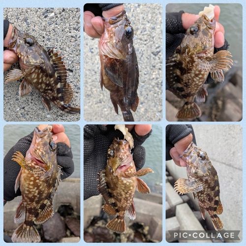 カサゴの釣果