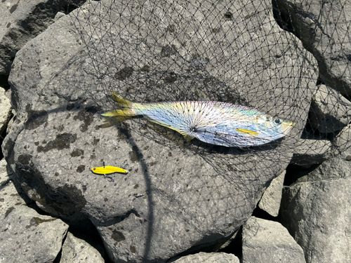 ターポンの釣果