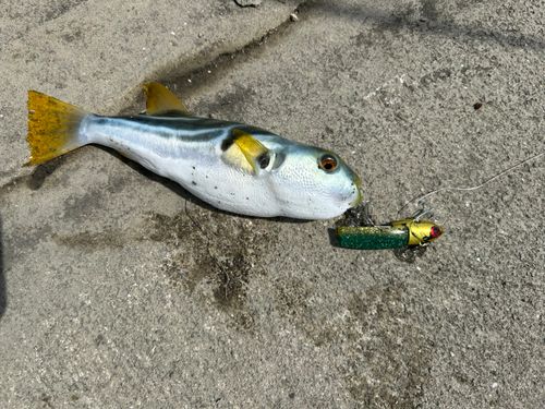 シマフグの釣果