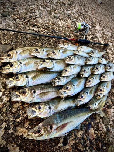 アジの釣果