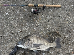 チヌの釣果